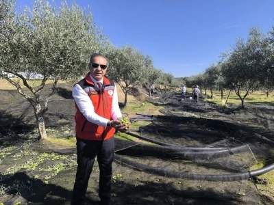 Aydın, zeytincilikte Türkiye’nin zirvesinde
