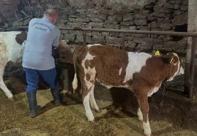 Aydıntepe&rsquo;de 6 k&ouml;yde daha buzağı k&uuml;peleme ve aşılama &ccedil;alışmaları tamamlandı
