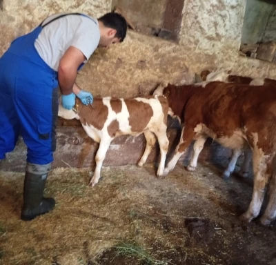 Aydıntepe’de de sonbahar dönemi şap aşılama kampanyası başladı
