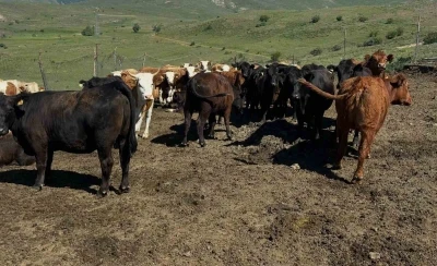 Aydıntepe&rsquo;de ithal besilik sığırlarda karantina ve sağlık kontrolleri yapılıyor
