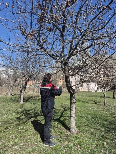 Aydıntepe&rsquo;de meyve bah&ccedil;elerinde budama uygulaması s&uuml;r&uuml;yor
