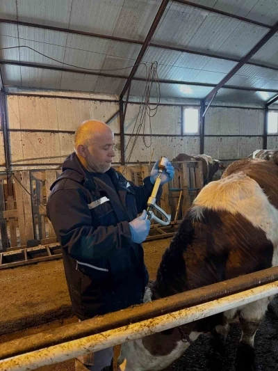 Aydıntepe&rsquo;de şap aşılama ve k&uuml;peleme &ccedil;alışmaları s&uuml;r&uuml;yor
