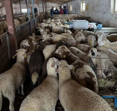 Aydıntepe&rsquo;de şap hastalığına y&ouml;nelik kontroller s&uuml;r&uuml;yor
