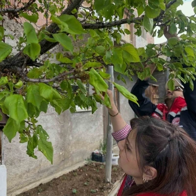 Aydıntepe&rsquo;deki meyve bah&ccedil;elerinde hastalık ve zararlı kontrol&uuml; yapıldı
