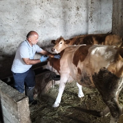Aydıntepe’nin birçok köyünde şap aşılamaları tamamlandı
