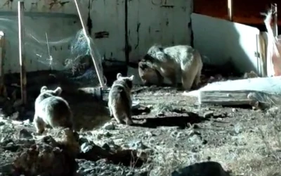 Ayı ailesi şantiyede yiyecek aradı
