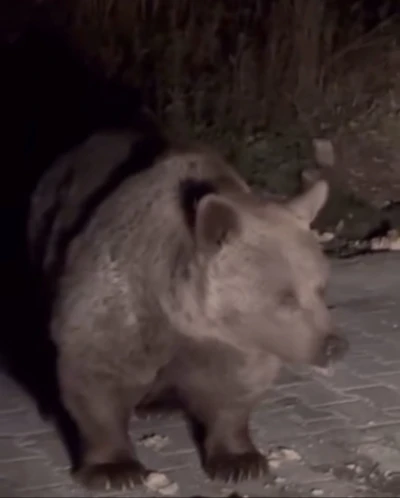 Ayı ailesini arabadan besledi, yavru ayı kaputa yaslandı
