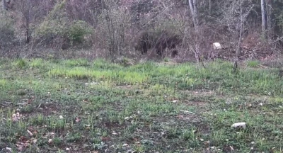Ayı, domuz ve gelincik fotokapanla g&ouml;r&uuml;nt&uuml;lendi
