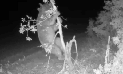 Ayı girdiği bahçede meyve için ağacı talan etti
