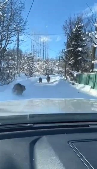Ayı ve yavruları g&uuml;peg&uuml;nd&uuml;z k&ouml;y yolunda g&ouml;r&uuml;nt&uuml;lendi
