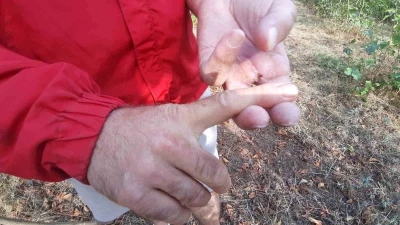 Ayının saldırısına uğrayan çiftçi dehşet anlarını anlattı: &quot;Parmağımı kopardı&quot;
