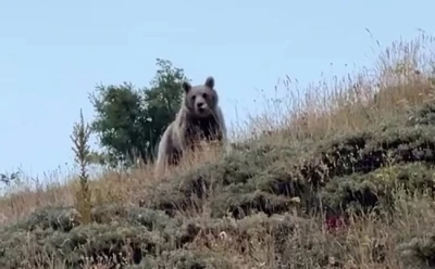 Ayıyı bağırarak kaçırttı

