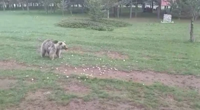 Ayıyı ekmekle doyurdular
