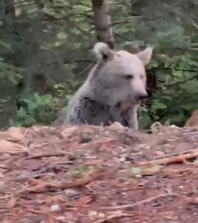 Ayıyla sohbeti gülümsetti: &quot;Selamın aleyküm kanka, cips vereyim mi&quot;
