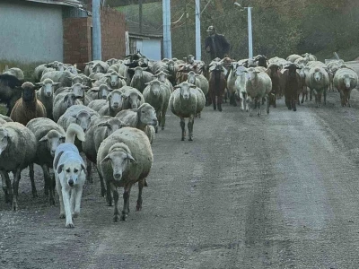 Aylık 50 bin liraya çoban bulamıyorlar
