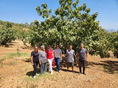 AYTO’dan Aydın inciri için ’Coğrafi İşaret’ denetimi
