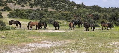 Ayvacık&rsquo;ta &ccedil;ift&ccedil;iler başıboş yılkı atlarından dertli
