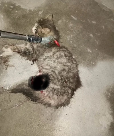 Ayvacık&rsquo;ta otomobilde sıkışan kedi kurtarıldı
