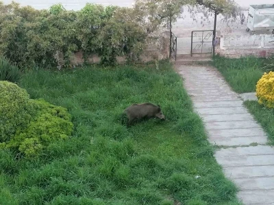 Ayvalık&rsquo;ta &Ccedil;amlık&rsquo;ı yaban domuzları bastı
