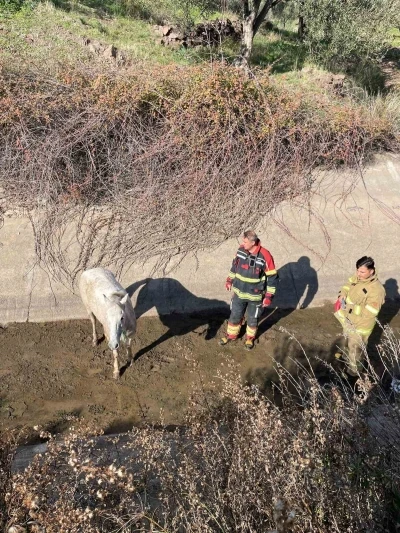 Ayvalık&rsquo;ta itfaiyeden at kurtarma operasyonu
