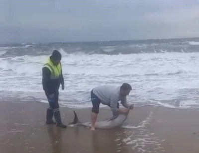 Ayvalık&rsquo;ta karaya vuran yunusu vatandaşlar kurtardı
