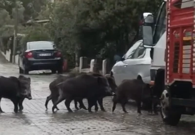 Ayvalık’ta yağmurlu havada aç kalan domuzlar şehir merkezine indi
