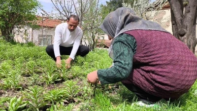 Babasından miras kalan akzambaklara g&ouml;z&uuml; gibi bakıyor
