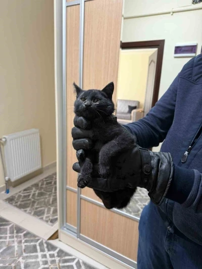 Bacaya giren kedi itfaiyenin 6 saatlik operasyonuyla kurtarıldı
