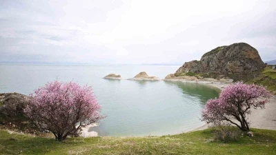 Badem &ccedil;i&ccedil;ekleri Van G&ouml;l&uuml; kıyılarını renklendirdi
