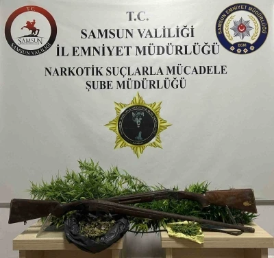 Bafra’da 33 kök Hint keneviri ele geçirildi
