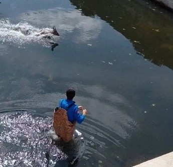 Bafra&rsquo;da kanala d&uuml;şen karaca kurtarıldı
