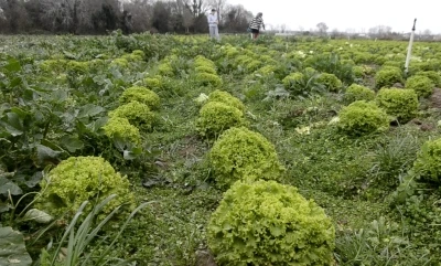 Bafra Ovası&rsquo;nda 570 dekar alanda marul &uuml;retimi
