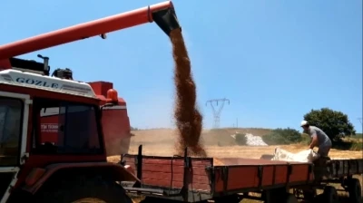 Bafra Ovası&rsquo;nda buğday ve arpa hasadı başladı
