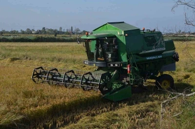 Bafra Ovası’nda çeltik hasadı yüzleri güldürüyor

