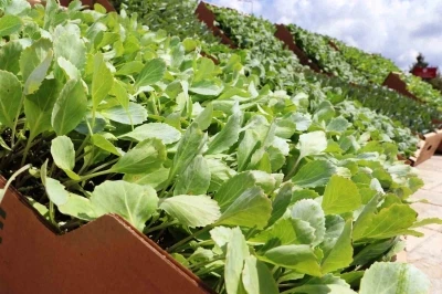 Bafra Ovası’nda ihracata uygun sebze üretilecek
