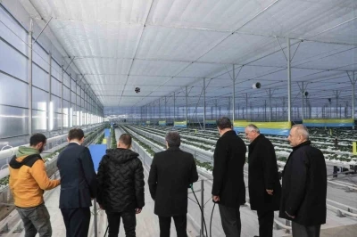 Bafra Sera OTB&rsquo;de topraksız &ccedil;ilek &uuml;retimi
