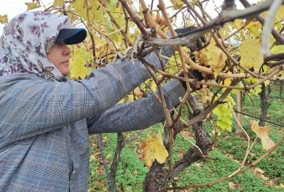 Bağda kalan üzümler ev ekonomisine can suyu oluyor
