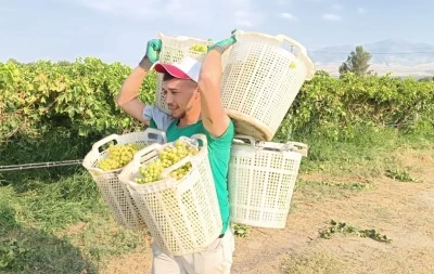 Bağların Herkül’ü 120 kilo taşıdı
