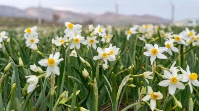Baharın habercisi! &Ccedil;i&ccedil;ek a&ccedil;tılar