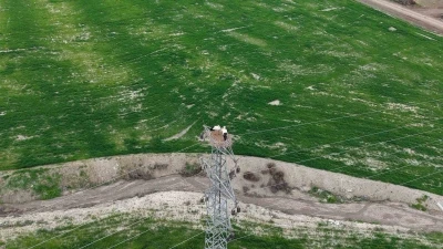 Baharın m&uuml;jdecisi leylekler Elazığ&rsquo;ı renklendiriyor
