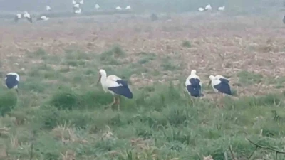 Baharın m&uuml;jdecisi  leylekler: Y&uuml;zlercesi aynı anda konakladı
