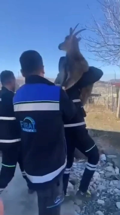 Bah&ccedil;e &ccedil;itine sıkışan yaban ke&ccedil;isini FEDAŞ ekipleri kurtardı
