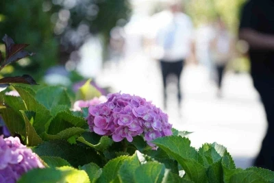 Bahçe sanatlarında uluslararası buluşma: Peyzaj dünyasının kalbi Sakarya’da atıyor
