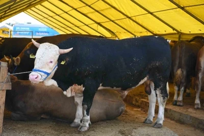 Bah&ccedil;elievler&rsquo;de Kurban Bayramı hazırlıkları tamamlandı
