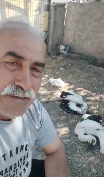 Bah&ccedil;esindeki leyleklerin &ouml;ld&uuml;ğ&uuml;n&uuml; g&ouml;r&uuml;nce g&ouml;zyaşlarına boğuldu
