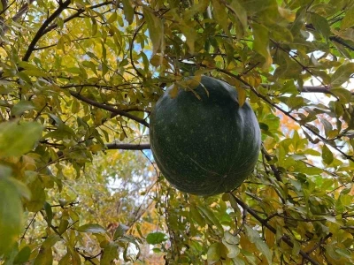 Bahçeye ektiği kabak, nar ağacının tepesinde meyve verdi
