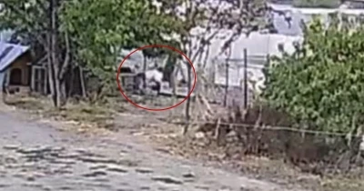 Bahçeye giren köpekler 20 tavuğu telef etti
