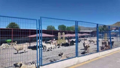 Bakan Mustafa &Ccedil;ift&ccedil;i&rsquo;nin Erzurum&rsquo;daki sokak k&ouml;peği başarısı T&uuml;rkiye&rsquo;ye &ouml;rnek oluyor
