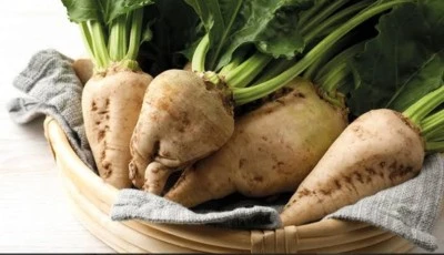 Bakanlık Açıkladı: Şeker Pancarına Yeni Alım Fiyatı Belirlendi