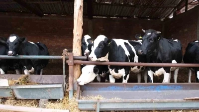 Bakanlık pilot il olarak Amasya&rsquo;dan başlattı: S&uuml;t ineklerinden et&ccedil;i buzağı elde edilecek
